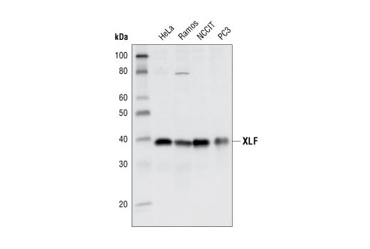 Western blot analysis of extracts of various cell lines using XLF Antibody.