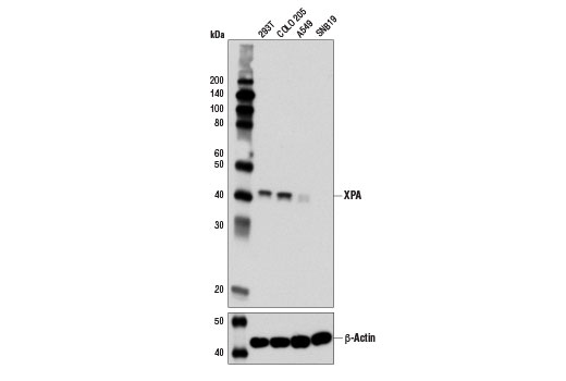 Western blot analysis of extracts from 293T and Colo205 cells (high expression), and A549 and SNB19 cells (low expression), using XPA (D9U5U) Rabbit mAb (upper) and β-Actin (D6A8) Rabbit mAb #8457 (lower).