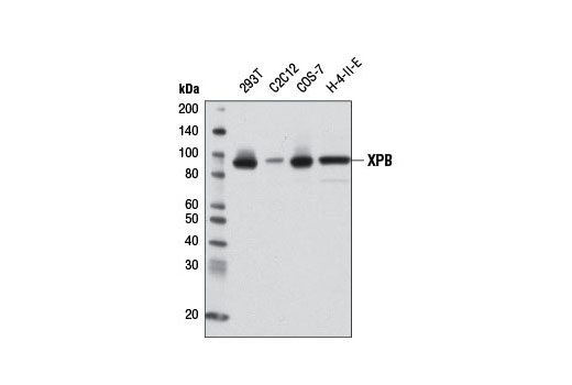 Western blot analysis of extracts from various cell lines using XPB (2C6) Mouse mAb.