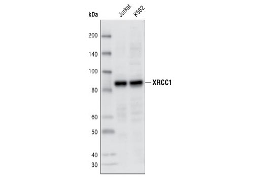 Western blot analysis of extracts from Jurkat and K562 cells using XRCC1 Antibody.