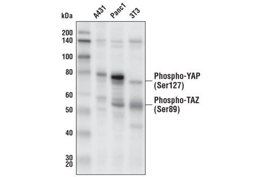 Western blot analysis of extracts from various cell lines using Phospho-YAP (Ser127) (D9W2I) Rabbit mAb.
