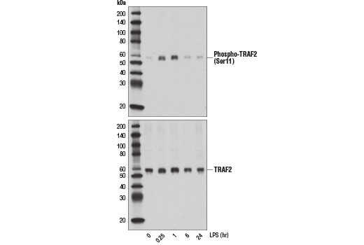 Western blot analysis of extracts from THP-1 cells differentiated with TPA #4174 (80 nM, overnight), untreated or LPS-treated (1 μg/ml for indicated times), using Phospho-TRAF2 (Ser11) (E2B6L) Rabbit mAb (upper) or TRAF2 (C192) Antibody #4724 (lower).