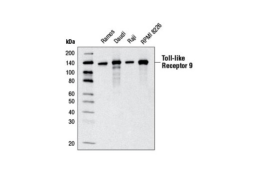 Western blot analysis of extracts from various cell lines using Toll-like Receptor 9 (D2C9) Rabbit mAb.