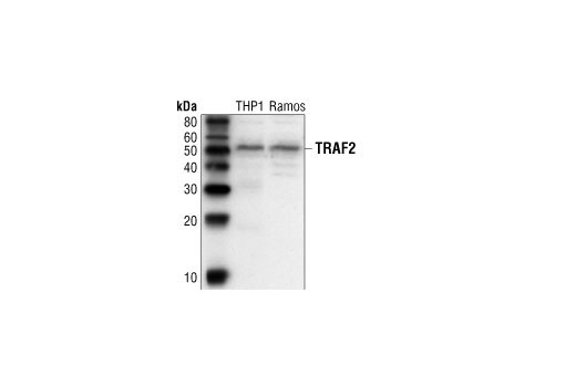 Western blot analysis of extracts from THP1 and Ramos cells, using TRAF2 Antibody.
