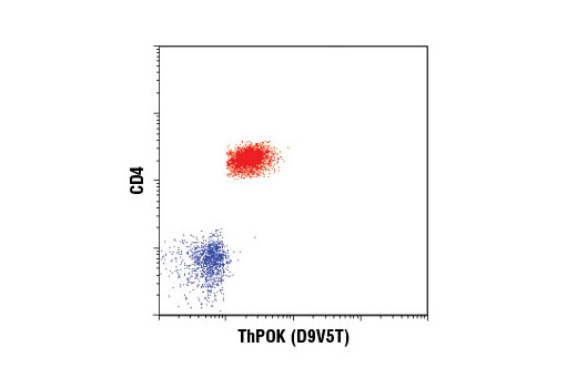 Flow cytometric analysis of mouse splenocytes using ThPOK (D9V5T) Rabbit mAb and co-stained with CD4-FITC and CD8-PE . CD8+ gated cells (blue) are negative for ThPOK and CD4+ cells (red) are ThPOK positive. Anti-rabbit IgG (H+L), F(ab') 2 Fragment (Alexa Fluor ® 647 Conjugate) #4414 was used as a secondary antibody.