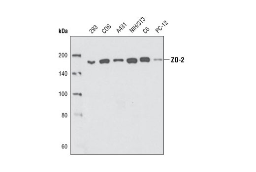 Western blot analysis of extracts from various cell types using ZO-2 Antibody.
