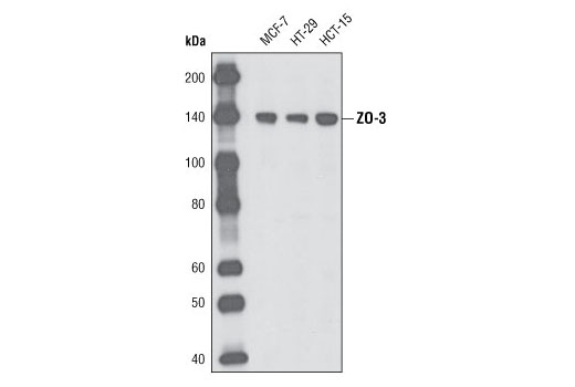 Western blot analysis of extracts from MCF-7, HT-29 and HCT-15 cells using ZO-3 (D57G7) XP ® Rabbit mAb.