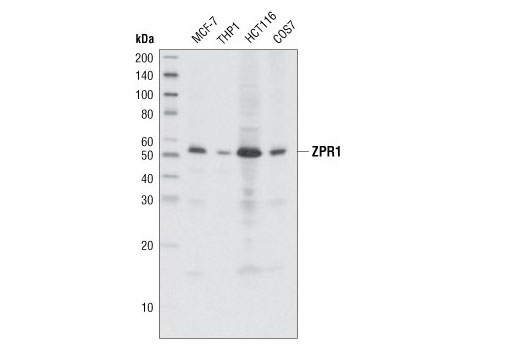 Western blot analysis of extracts from various cell types using ZPR1 (LG1) Mouse mAb.