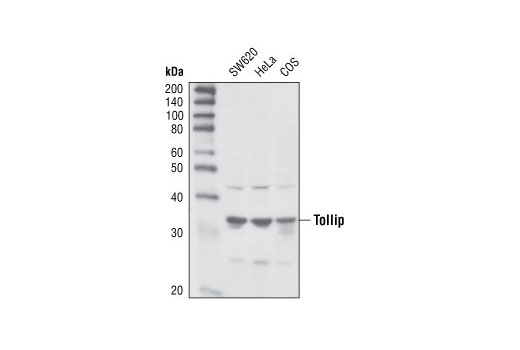 Western blot analysis of extracts from SW620, HeLa and COS cells, using Tollip Antibody.