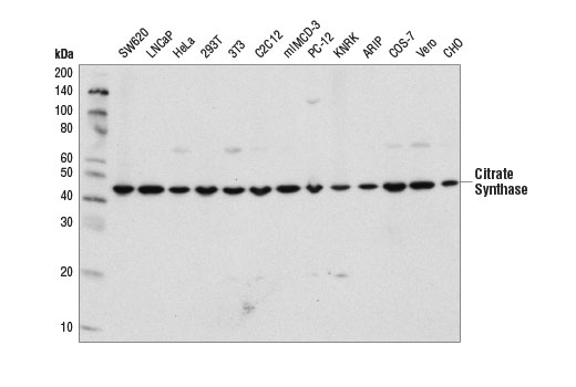 Western blot analysis of extracts from various cell lines using Citrate Synthase (D7V8B) Rabbit mAb.