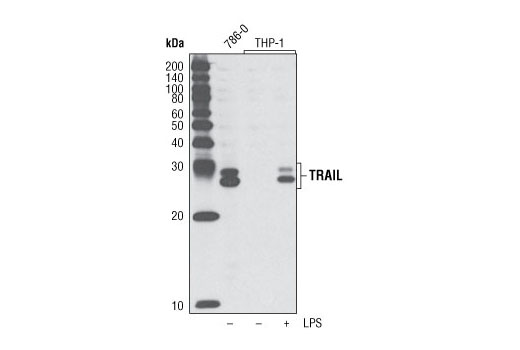 Western blot analysis of extract from 786-0 cells and differentiated THP-1 cells, untreated or treated overnight with LPS, using TRAIL (C92B9) Rabbit mAb.