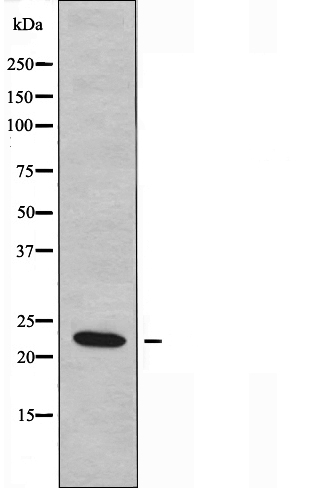 Western blot analysis of extracts from 3T3 cells, using RASL10B antibody.