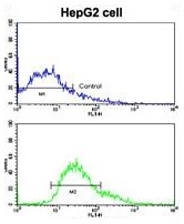 ARG55261 anti-LGR5 / GPR49 antibody FACS image Flow Cytometry: HepG2 cells stained with ARG55261 anti-LGR5 / GPR49 antibody (bottom histogram) or without primary antibody control (top histogram), followed by incubation with FITC labelled secondary antibody.