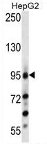 ARG55261 anti-LGR5 / GPR49 antibody WB image Western blot: 35 μg of HepG2 cell line lysates stained with ARG55261 anti-LGR5 / GPR49 antibody.