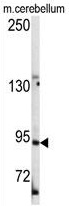 ARG55261 anti-LGR5 / GPR49 antibody WB image Western blot: 35 μg of mouse cerebellum tissue lysates stained with ARG55261 anti-LGR5 / GPR49 antibody.