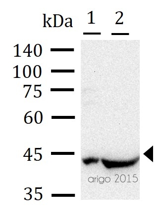 ARG65699 anti-IDH1 antibody WB image Western blot: 30 µg of 1) Mouse brain, and 2) Rat brain lysates stained with ARG65699 anti-IDH1 antibody at 1:1000 dilution.
