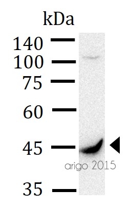 ARG65699 anti-IDH1 antibody WB image Western blot: 30 µg of U87 cell lysate stained with ARG65699 anti-IDH1 antibody at 1:1000 dilution.