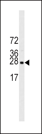 ARG55572 anti-eIF4E antibody WB image Western blot: 15 µg of mouse NIH-3T3 cell line lysates stained with ARG55572 anti-eIF4E antibody.