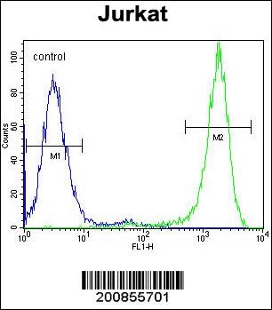 ARG55572 anti-eIF4E antibody FACS image Flow Cytometry: Jurkat cells stained with ARG55572 anti-eIF4E antibody (right histogram) or without primary antibody control (left histogram), followed by incubation with FITC labelled secondary antibody.