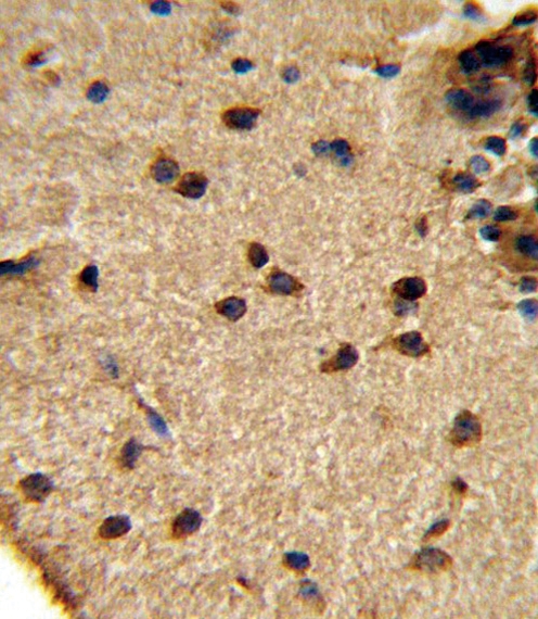 ARG55696 anti-Glutaminase antibody IHC-P image Immunohistochemistry: formalin fixed and paraffin embedded Mouse brain tissue stained with ARG55696 anti-Glutaminase antibody.