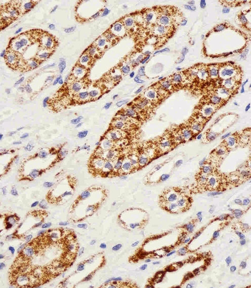 ARG55696 anti-Glutaminase antibody IHC-P image Immunohistochemistry: paraffin-embedded H.kidney section stained with ARG55696 anti-Glutaminase antibody at 1:25 dilution.