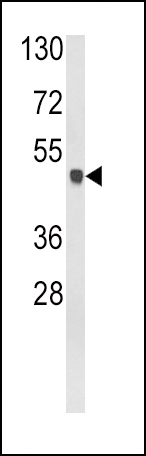 ARG55691 anti-Glutamine Synthetase antibody WB image Western blot: 35 µg of Mouse cerebellum tissue lysates stained with ARG55691 anti-Glutamine Synthetase antibody.