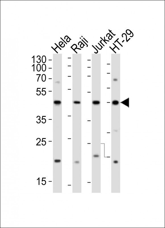 ARG55691 anti-Glutamine Synthetase antibody WB image Western blot: 20 µg of HeLa, Raji, Jurkat, HT-29 cell line (from left to right) stained with ARG55691 anti-Glutamine Synthetase antibody at 1:2000 dilution.