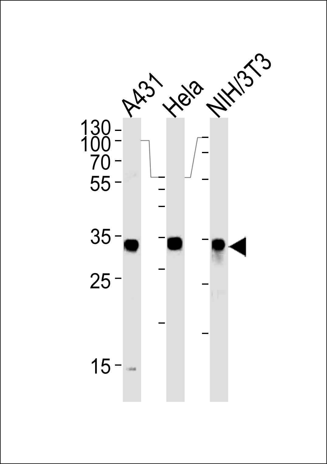 ARG55688 anti-MDH2 antibody WB image Western blot: 35 µg of A431, Hela and Mouse NIH/3T3 cell line lysates stained with ARG55688 anti-MDH2 antibody.