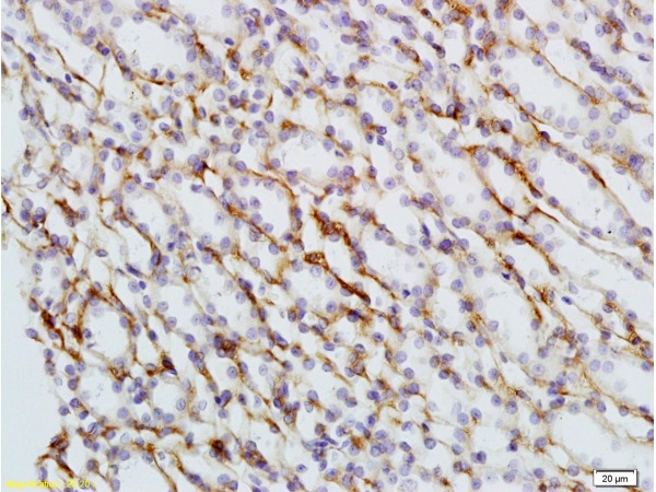 ARG55896 anti-Nrf2 phospho (Ser40) antibody IHC-P image Immunohistochemistry: Formalin-fixed and paraffin-embedded Rat kidney tissue stained with ARG55896 anti-Nrf2 phospho (Ser40) antibody at 1:200 dilution.