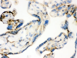 ARG10593 anti-TGM2 antibody IHC-Fr image Immunohistochemistry: Human placental tissue stained with ARG10593 anti-TGM2 antibody.