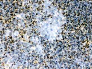 ARG10593 anti-TGM2 antibody IHC-Fr image Immunohistochemistry: Mouse spleen tissue stained with ARG10593 anti-TGM2 antibody.