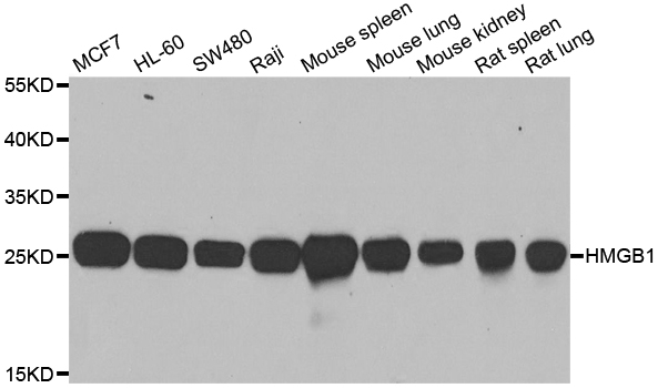 ARG55034 anti-HMGB1 antibody WB image Western Blot: extracts of various cell lines stained with ARG55034 anti-HMGB1 antibody.