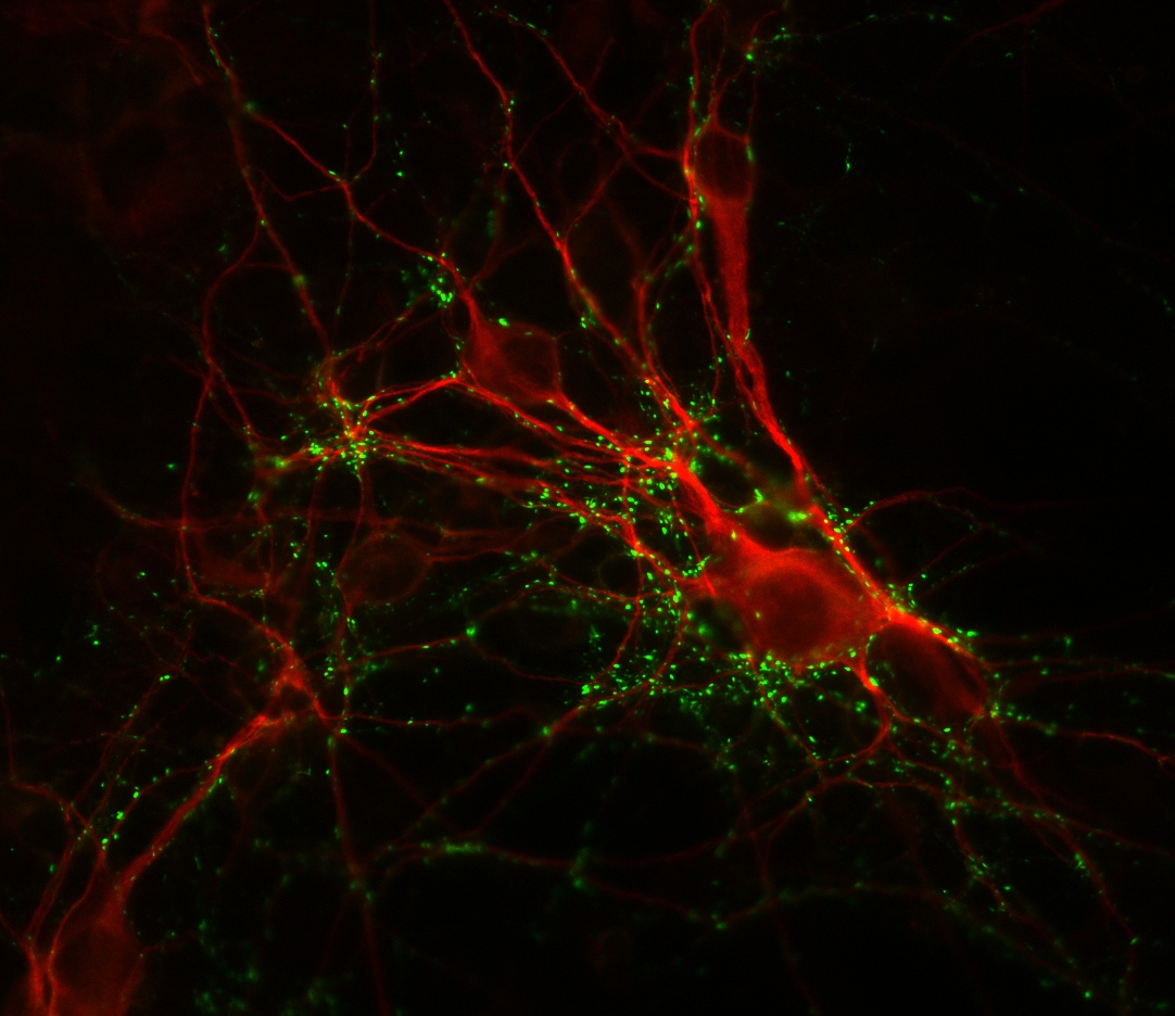 ARG52426 anti-Synapsin I antibody ICC/IF image Immunofluorescence: cultured rat caudate neurons stained with ARG52426 anti-Synapsin I antibody showing punctate distribution of synapsin in green and MAP in red. Cells and photo courtesy of QBMCellScience.