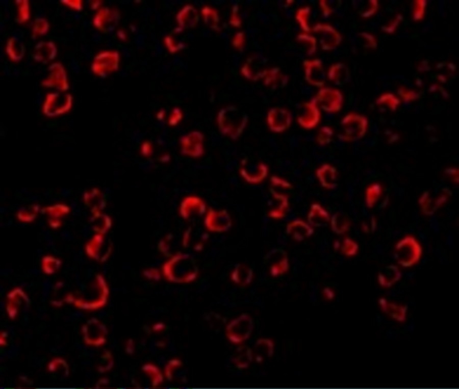 ARG54683 anti-TRAF6 antibody IF image Immunofluorescence: K562 cells stained with ARG54683 anti-TRAF6 antibody at 20 μg/ml.