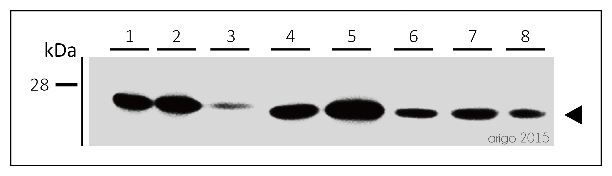 ARG65636 anti-HMGB1 antibody WB image Western blot: 30 μg of 1) Jurkat, 2) HeLa, 3) HUVEC, 4) Mouse spleen, 5) Mouse lung, 6) Mouse liver, 7) Rat spleen, and 8) Rat lung cell line lysates stained with ARG65636 anti-HMGB1 antibody at 1:200 dilution. Data provided by customer.