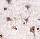 ARG54709 anti-LC3A antibody IHC image Immunohistochemistry: human brain tissue stained with ARG54709 anti-LC3A antibody.