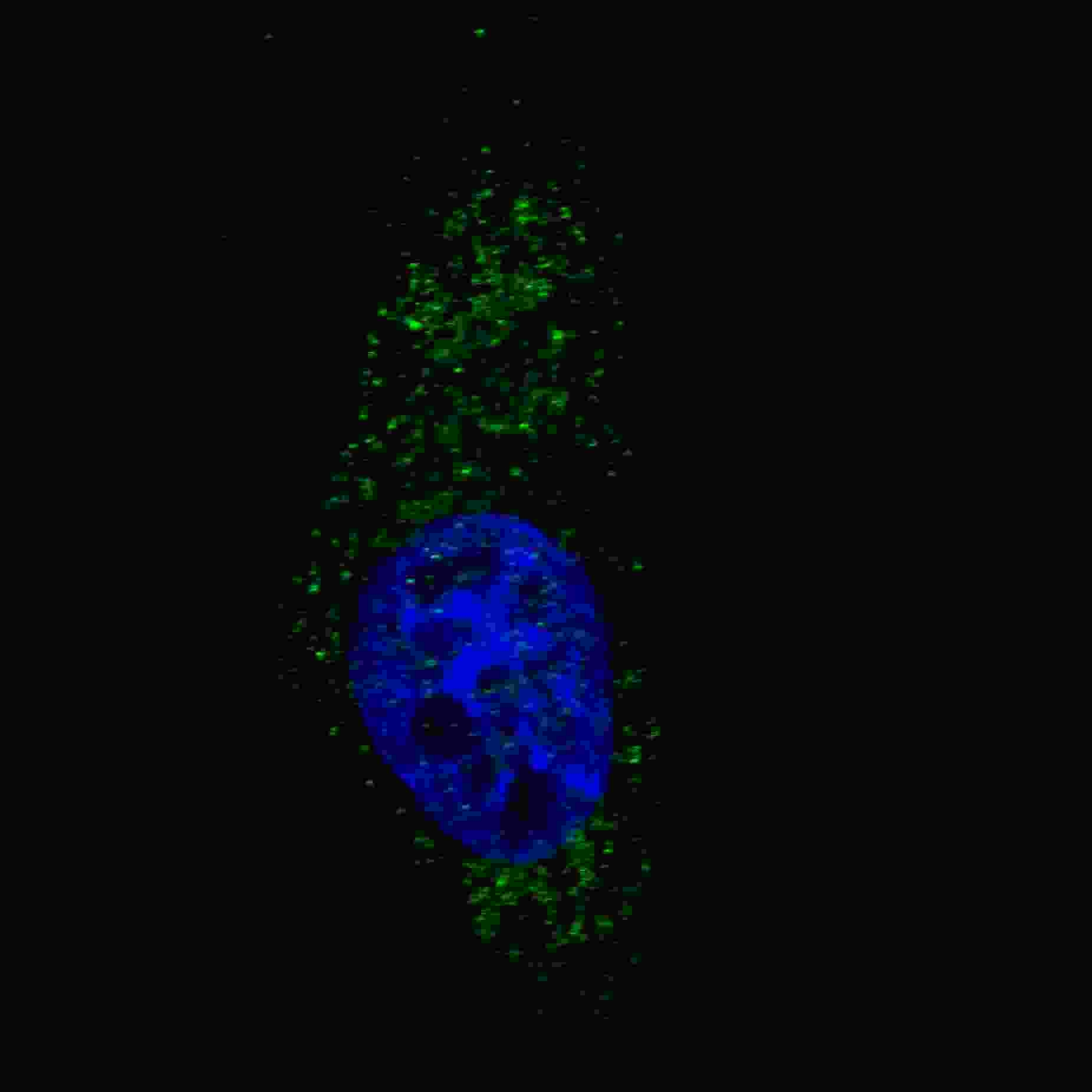ARG54709 anti-LC3A antibody IF image Immunofluorescence: U251 cells stained with ARG54709 anti-LC3A antibody. U251 cells were treated with Chloroquine (50 μM,16h), then fixed with 4% PFA (20 min), permeabilized with Triton X-100 (0.2%, 30 min). Cells were then incubated with AP1801a LC3 (APG8A) (N-term) primary antibody (1:200, 2 h at room temperature). Nuclei were counterstained with Hoechst 33342 (blue) (10 μg/ml, 5 min). LC3 immunoreactivity is localized to autophagic vacuoles in the cytoplasm of U251 cells.