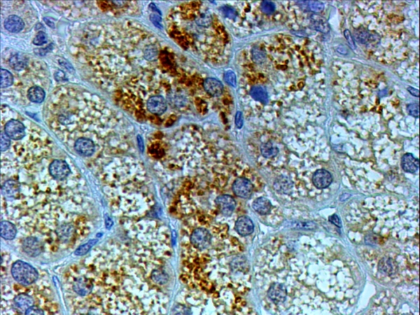 ARG63767 anti-Proopiomelanocortin / POMC antibody IHC-P image Immunohistochemistry: paraffin embedded Human Adrenal Gland. (Steamed antigen retrieval with citrate buffer pH 6) stained with ARG63767 anti-Proopiomelanocortin / POMC antibody at 4 µg/ml dilution followed by HRP-staining.