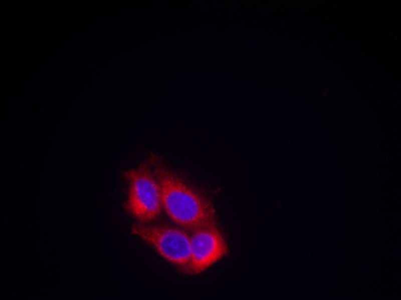 ARG51075 anti-VEGFR2 antibody ICC/IF image Immunofluorescence: methanol-fixed MCF cells stained with anti-VEGFR-2 antibody ARG51075.