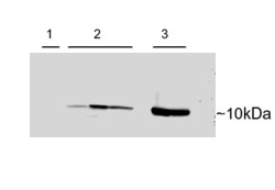 ARG63769 anti-Parvalbumin antibody WB image Western Blot: adenovirus-mediated gene transfer in rat heart cells 1) Untransfected, 2) transient transfection with Human PVALB. 3) Untransfected rat skeletal muscle. stained with ARG63769 anti-Parvalbumin antibody at 0.15 µg/ml dilution.