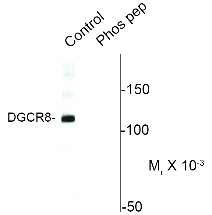 ARG52258 anti-DGCR8 phospho (Ser377) antibody WB image Western Blot: mouse nuclei lysate showing specific immunolabeling of the ~120k DGCR8 protein phosphorylated at Ser 377 (control) ARG52258 DGCR8 (phospho Ser377) antibody. The immunolabeling is blocked by the phosphopeptide used as the antigen (Phos-pep).