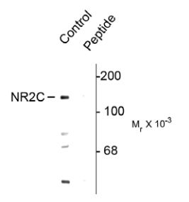 ARG52372 anti-NMDAR2C phospho (Ser1096) antibody WB image Western blot: mouse brain lysate stained with ARG52372 anti-NMDAR2C (phospho Ser1096) antibody showing specific immunolabeling of the ~140k NR2C subunit of the NMDA receptor phosphorylated at Ser1096. The phosphospecificity is shown in the second lane where immunoreactivity is blocked by preadsorption with the phospho-peptide (Peptide) used as antigen but not by the dephosphopeptide (not shown).