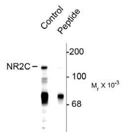 ARG52373 anti-NMDAR2C phospho (Ser1244) antibody WB image Western blot: rat cerebellum lysate stained with ARG52373 anti-NMDAR2C (phospho Ser1244) antibody showing specific immunolabeling of the ~140k NR2C subunit of the NMDA receptor phosphorylated at Ser1244. The phosphospecificity is shown in the second lane where immunoreactivity is blocked by preadsorption with the phospho-peptide (Peptide) used as antigen but not by the dephosphopeptide (not shown).