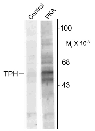 ARG52458 anti-TPH1 phospho (Ser58) antibody WB image Western Blot: recombinant tryptophan hydroxylase incubated in the absence (Control) and presence of cAMP-dependent protein kinase (PKA) showing specific immunolabeling of the ~53k tryptophan hydroxylase protein phosphorylated at Ser58 stained with TPH1 (phospho Ser58) antibody (ARG52458).