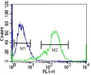 NKX1.2 antibody flow cytometric analysis of 293 cells (green) compared to a negative control (blue). FITC-conjugated goat-anti-rabbit secondary Ab was used for the analysis.