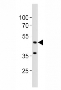 Western blot analysis of lysate from mouse brain tissue lysate using Eed antibody diluted at 1:1000. Predicted molecular weight: 50 kDa (isoform 1), 53 kDa (isoform 2), 46 kDa (isoform 3).