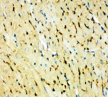 IHC-P: FABP5 antibody testing of mouse heart