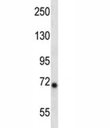 Ikbke antibody western blot analysis in mouse liver tissue lysate.