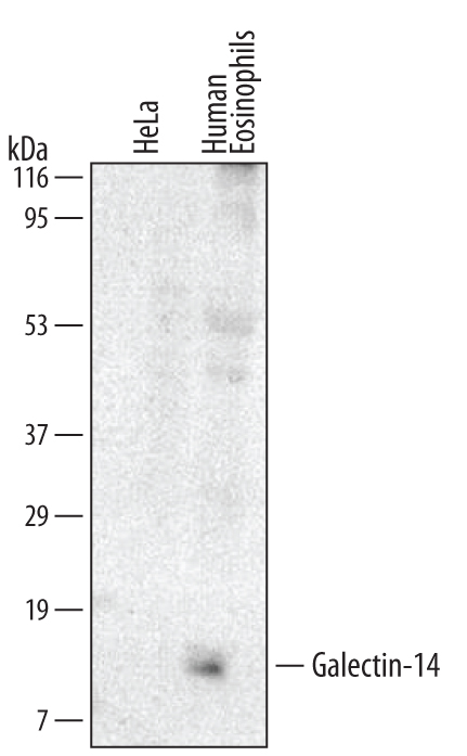 Detection of Human Galectin‑14 by Western Blot. Western blot shows lysates of human eosinophil. PVDF membrane was probed with 2 µg/mL of Mouse Anti-Human Galectin‑14 Monoclonal Antibody (Catalog # MAB5744) followed by HRP-conjugated Anti-Mouse IgG Secondary Antibody (Catalog # HAF007). A specific band was detected for Galectin‑14 at approximately 10 kDa (as indicated). This experiment was conducted under reducing conditions and using Immunoblot Buffer Group 1.