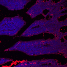 SLC39A4 in Mouse Small Intestine.SLC39A4 was detected in immersion fixed frozen sections of adult mouse small intestine using Goat Anti-Mouse SLC39A4 Antigen Affinity-purified Polyclonal Antibody (Catalog # AF7315) at 10 µg/mL overnight at 4 °C. Tissue was stained using the NorthernLights™ 557-conjugated Anti-Goat IgG Secondary Antibody (red; Catalog # NL001) and counterstained with DAPI (blue). Specific staining was localized to intestinal epithelial cells. View our protocol for Fluorescent IHC Staining of Frozen Tissue Sections.